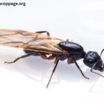 How To Get Rid Of Carpenter Ants