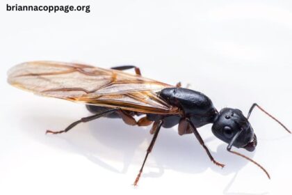 How To Get Rid Of Carpenter Ants