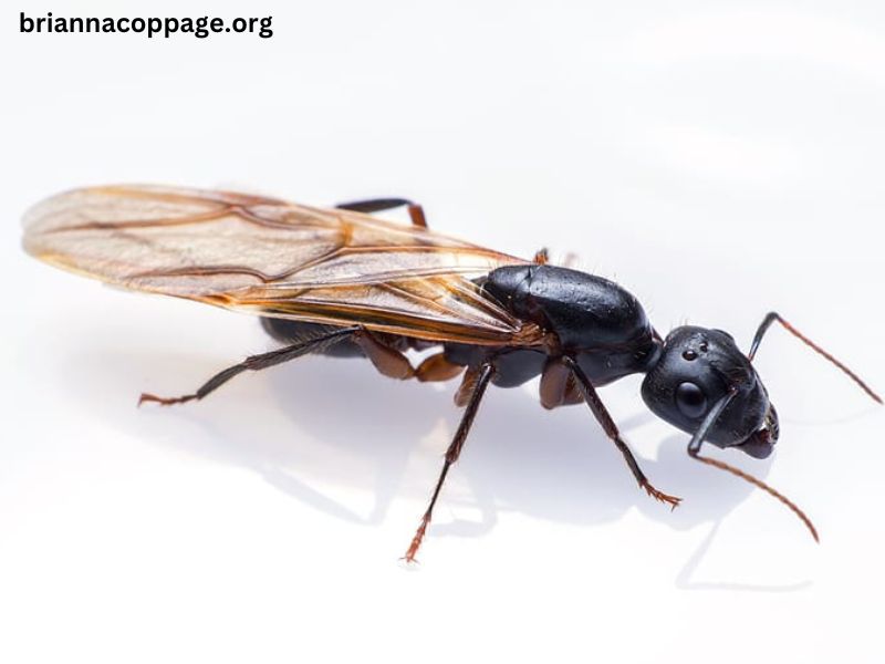 How To Get Rid Of Carpenter Ants