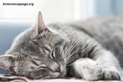 Do Cats Spent 75 of Their Life Time in Sleep