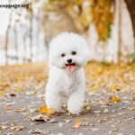 Does Bichon Frise Puppy Eat Less Than Usual