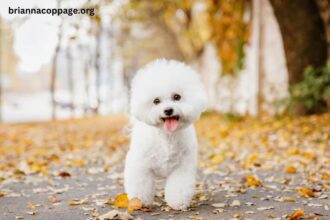 Does Bichon Frise Puppy Eat Less Than Usual