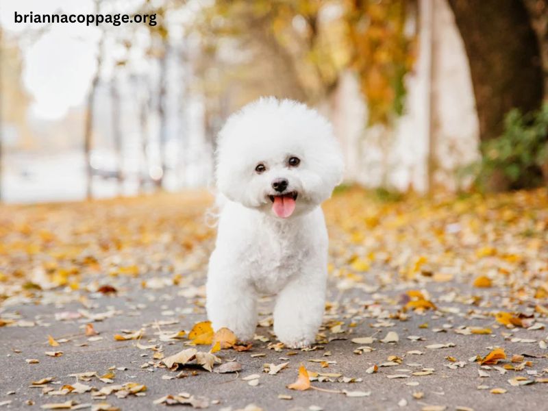 Does Bichon Frise Puppy Eat Less Than Usual