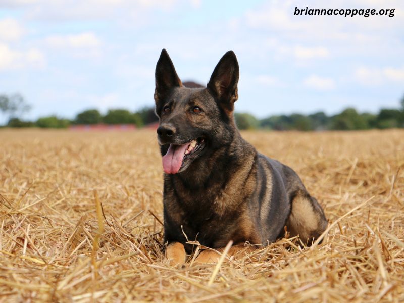 Belgian Malinois German Shepherd Mix