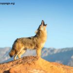 Coyotes Learning Not To Bark