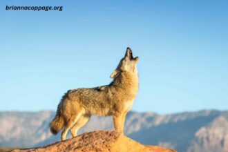 Coyotes Learning Not To Bark