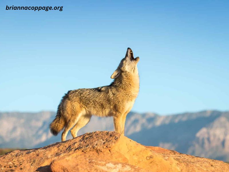 Coyotes Learning Not To Bark