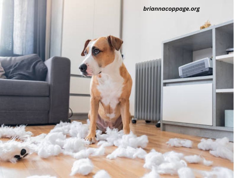 Dog That I Am Sitting Ruined Furniture